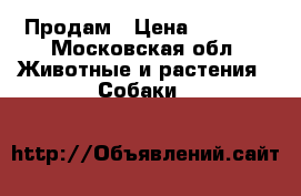 Продам › Цена ­ 5 000 - Московская обл. Животные и растения » Собаки   